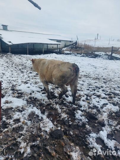 Бык 2 года