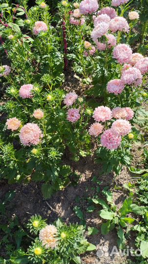 Астра хризантелла