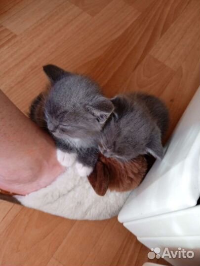 Метиз Британца котята