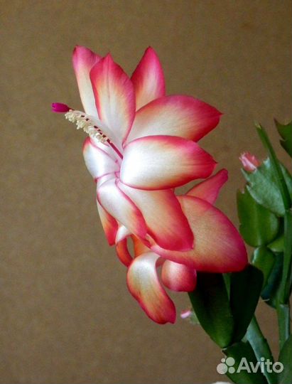 Цветы декабриста, шлюмбергера