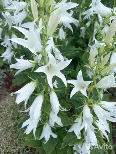 Колокольчик широколистный