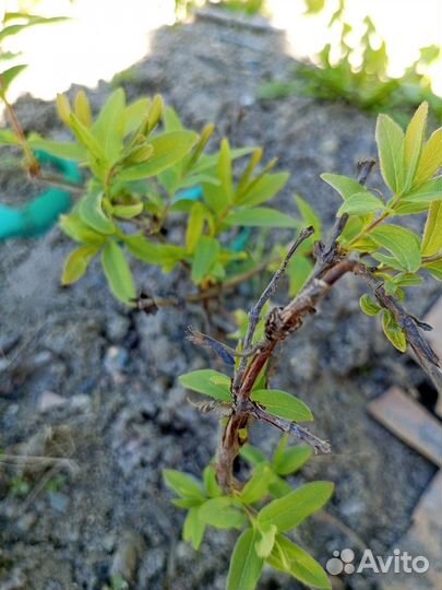 Жимолость саженцы Бажовская