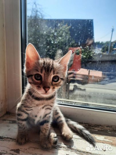 Милые очаровашки