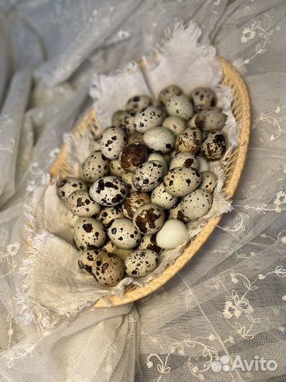 Яйца домашние куриные и перепелиные