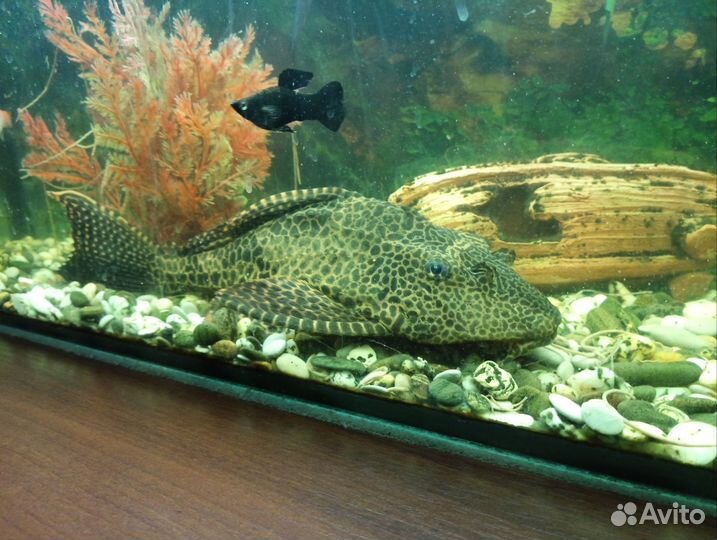 Парчевый сом