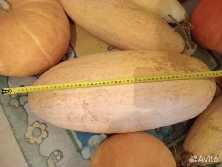 Семена мускатной тыквы Розовый банан 15 штук