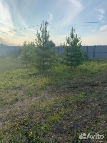 Сосна живая