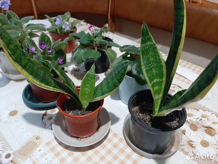 Аглоонема, Герань, Сансевиерия, Фиалки