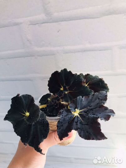Бегония Black Mamba
