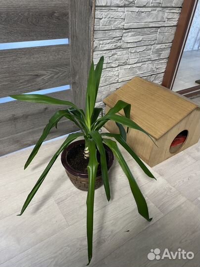 Пальма юкка