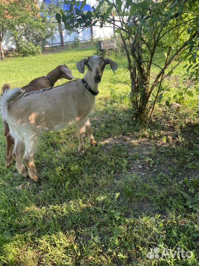 Продам козочек