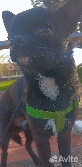 Вязка кобель чихуахуа