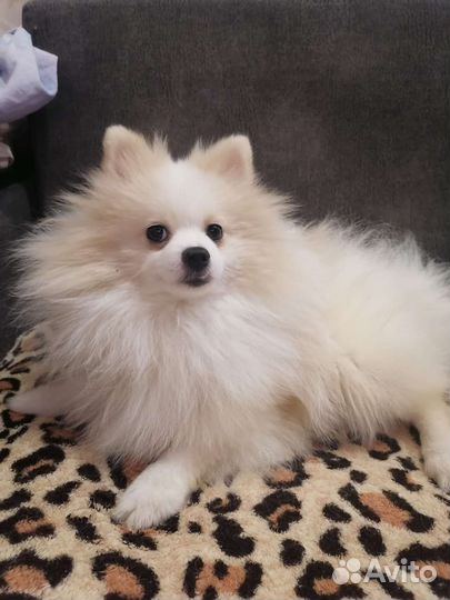 Померанский шпиц