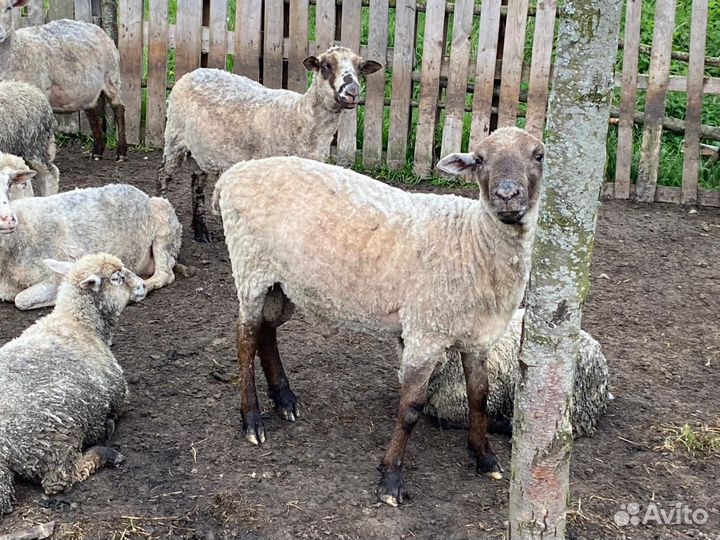 Корова дойная, овцы, бараны, ягнята