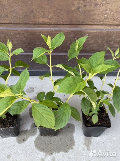 Гортензия Ванилла Фрейз