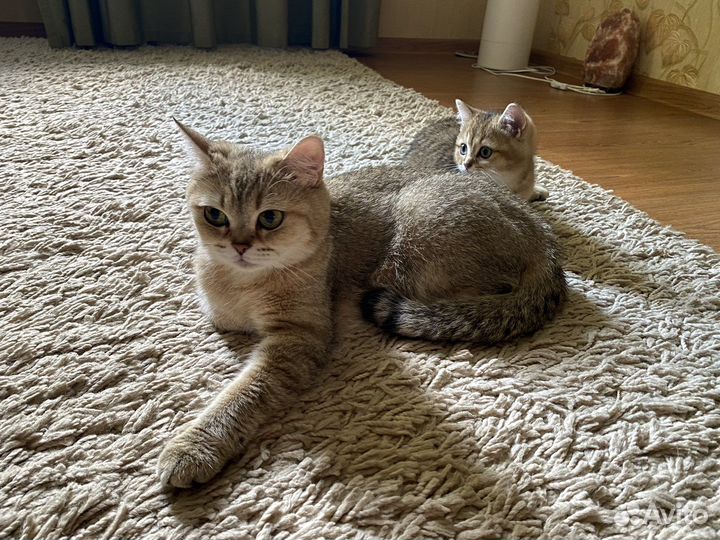 Котенок британская золотая шиншилла (девочка)