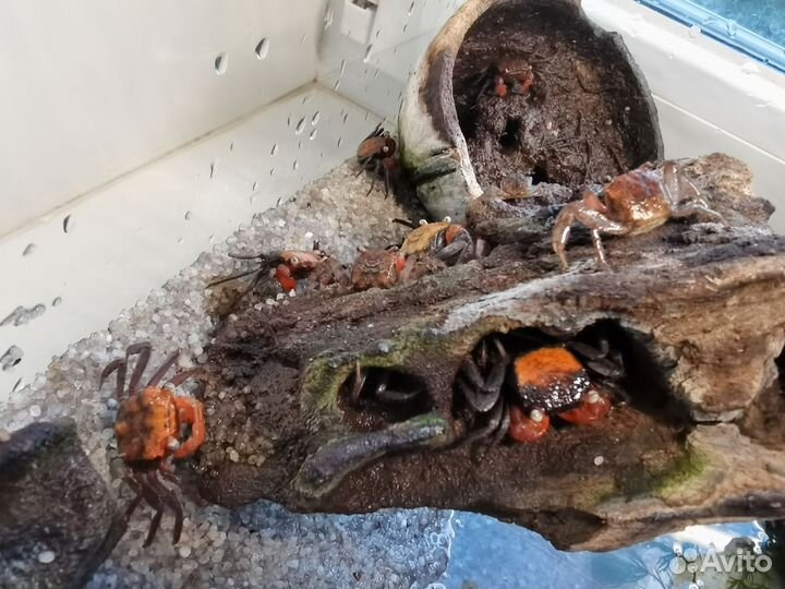Аквариум с крабами