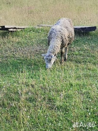 Мясо баранина тушка