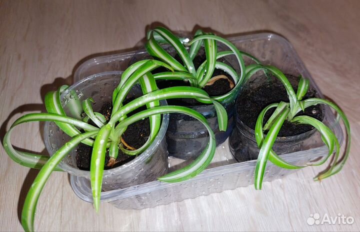 Фикус белиз