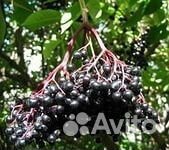 Бузина черная обычная - саженцы