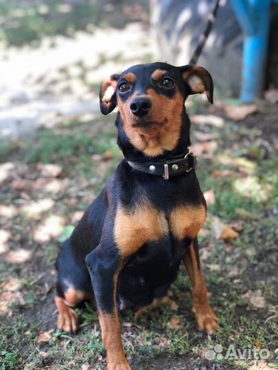 Щенки цвергпинчера