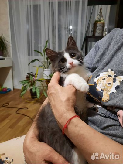 Котенок