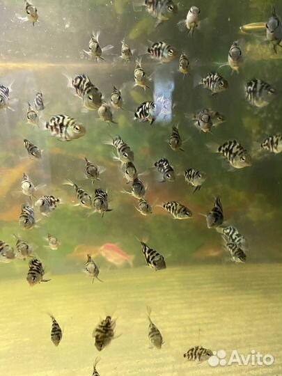 Рыба сапфировый попугай