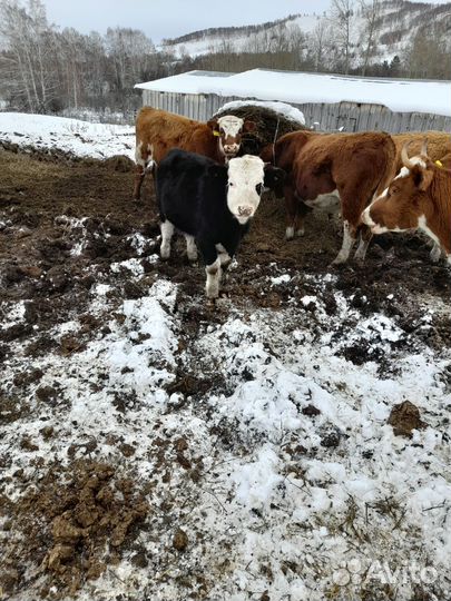 Бык и бычки