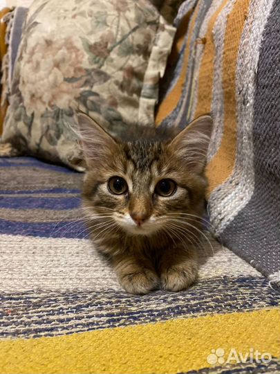 Курильский бобтейл, котенок девочка