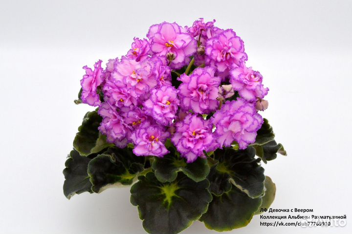 Фиалки детки