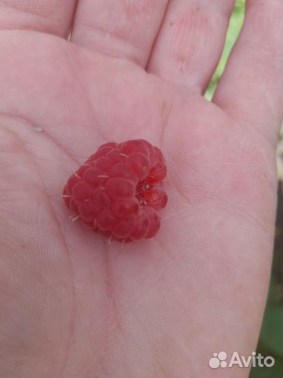 Малина ремонтантная