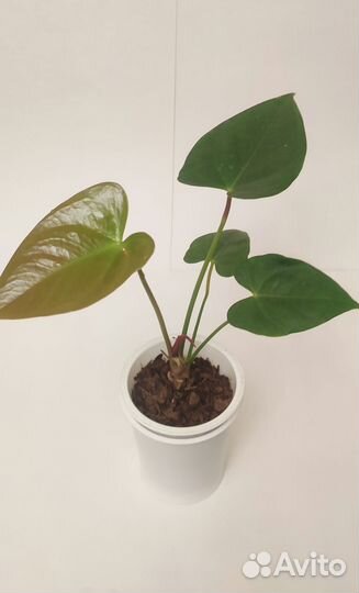 Антуриум красный