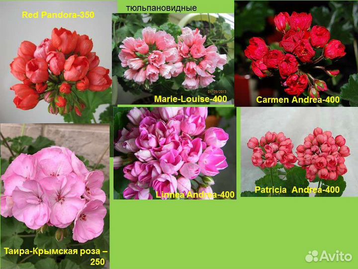 Пеларгонии(герани) сортовые