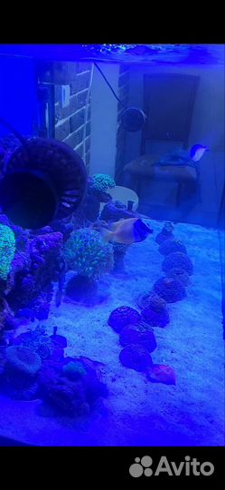 Аквариум с тумбой 250 литров