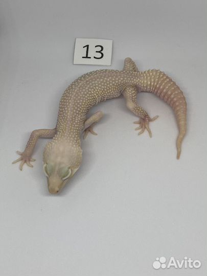 Малыш эублефара ищет новый дом