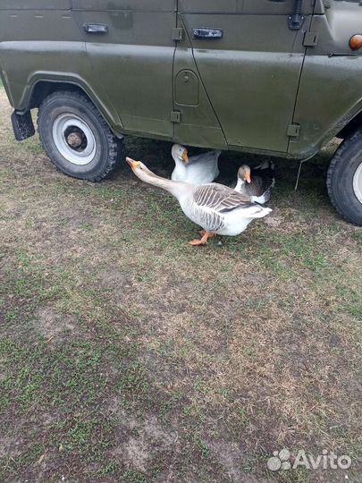 Семья гусей