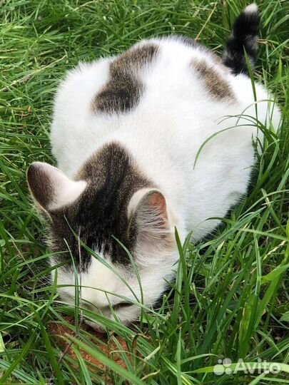 Ручная,новая брошенка-кошечка в опасности,нуж дом
