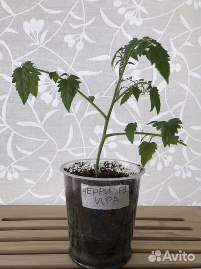 Рассада помидор черри Ира F1 высокорослые