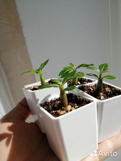 Горшочки для суккулентов