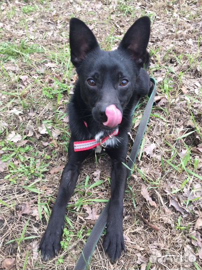 Маленькая собака