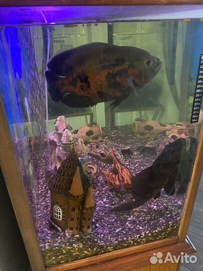 Аквариум