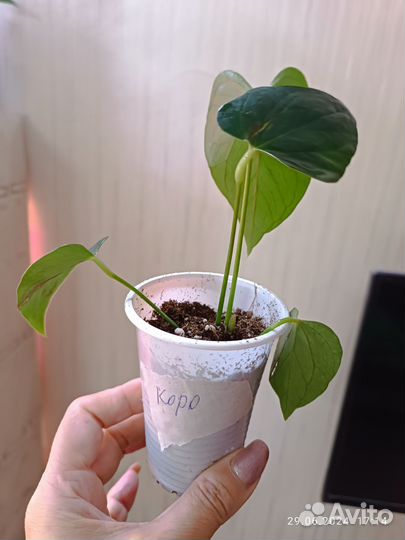 Антуриум Коро детки