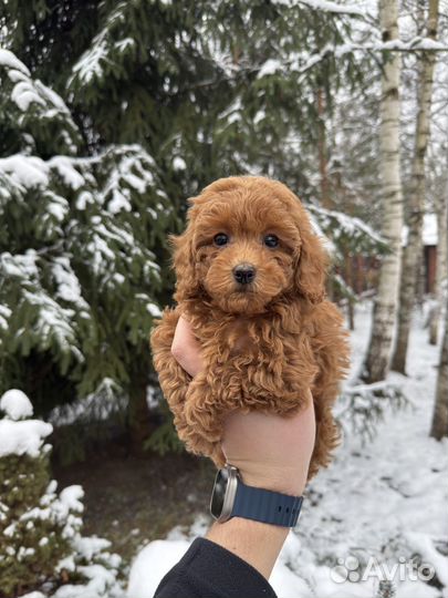 Той-пудель РКФ девочка мини Редбраун