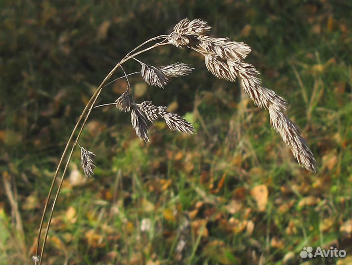 Ежа Сборная, семена от производителя оптом