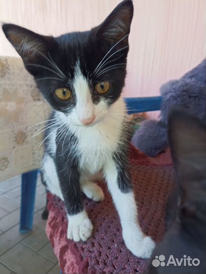 Домашние животные кошки