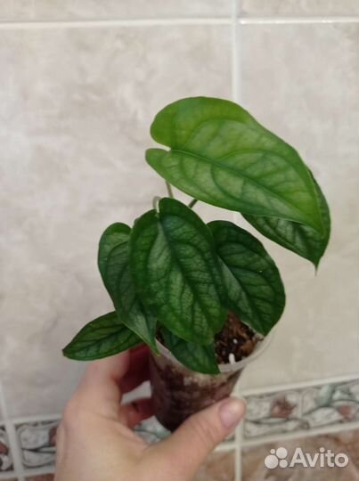 Ктенанта Лубберса и Оппенгейма вар., монстера