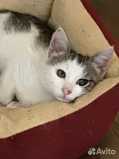 Котенок, коты и кошки