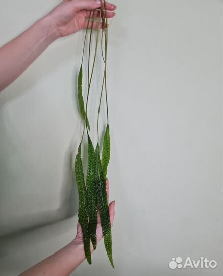 Криптокорина водоросли для аквариума
