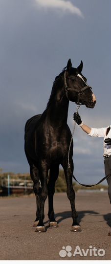 Предлагается к случке