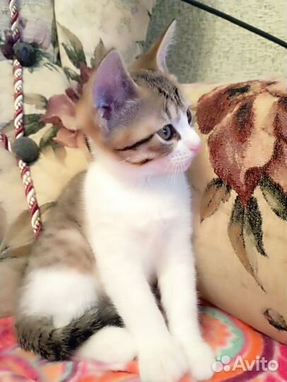 Кошка в дар бесплатно